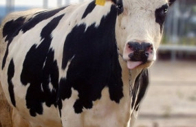 ep vacuno de leche