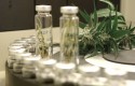 Cannabis drugs for medical use Cannabis drugs for medical use