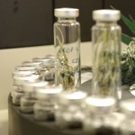 Cannabis drugs for medical use Cannabis drugs for medical use