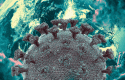 coronaviruscambio coronaviruscambio