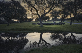 ep archivo cerdo iberico en la dehesa ep archivo cerdo iberico en la dehesa