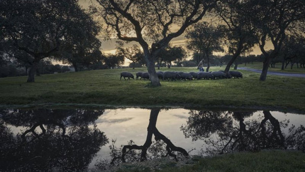 ep archivo   cerdo iberico en la dehesa