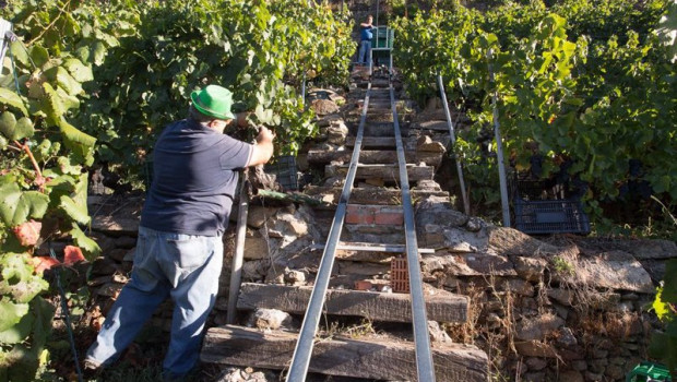 ep archivo   dos vendimiadores cortan racimos de uvas en un vinedo