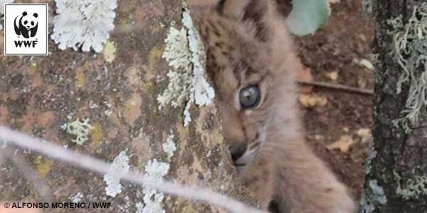 Cachorro de lince recién nacido en Sierra Morena | WWF ep cachorrolince recien nacidosierra morena