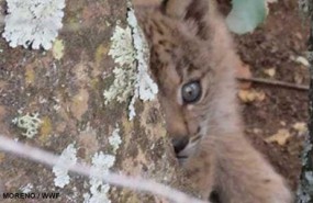 ep cachorrolince recien nacidosierra morena
