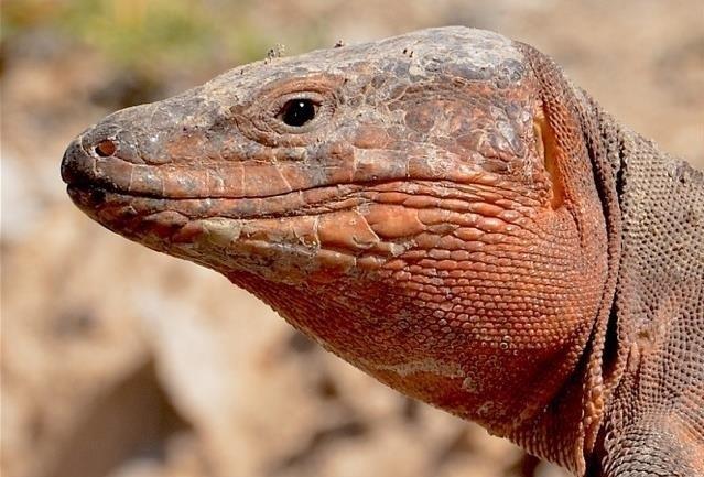 Lagarto gigante de Gran Canaria | PETRO JORDANO ep lagarto gigantegran canaria