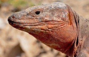 ep lagarto gigantegran canaria
