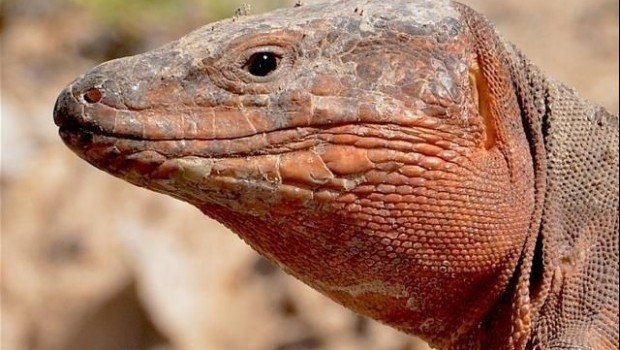 ep lagarto gigantegran canaria