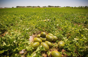 ep melones en el campo