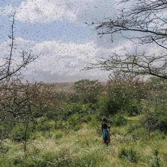 ep plaga de langostas del desierto en kenia