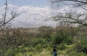 ep plaga de langostas del desierto en kenia