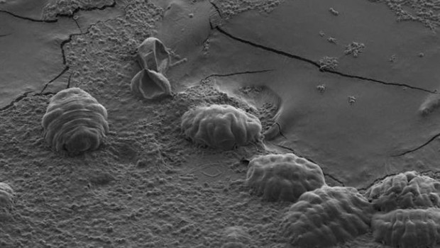 ep tardigrados