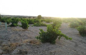 ep vinas campo uva vid vino agricultura agricultores