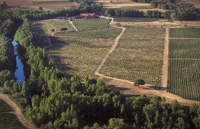 ep vinedos de la bodega dominio fournier