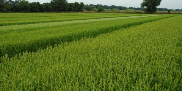 la filiere rizicole de camargue dont les exploitations sont basees dans le gard les bouches du rhone et un peu l aude produit 20 de la consommation francaise de riz 20240502190812