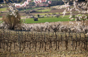 vino tinto somontano 