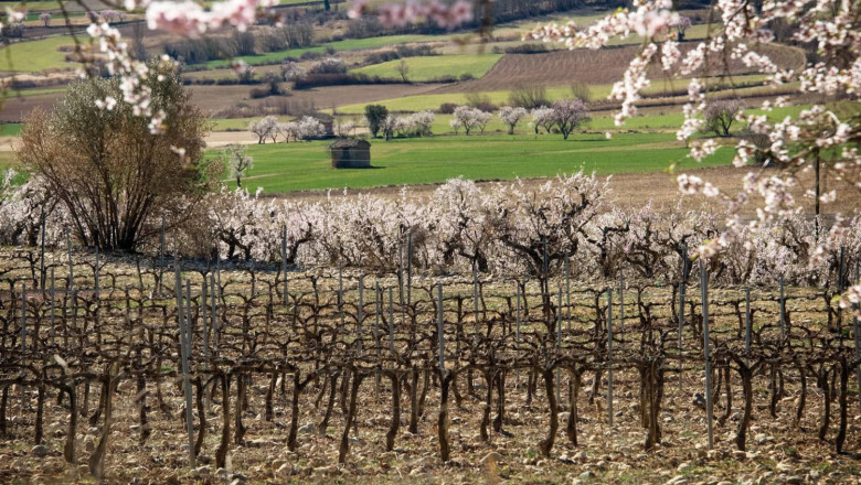 vino tinto somontano 