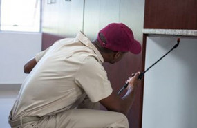 1601290616 desintorre c mo luchar contra la aparici n de las plagas