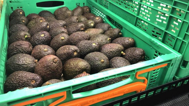 ep aguacate disponible en la seccion fruta y verdura de mercadona