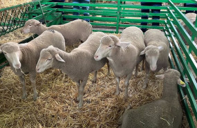 ep archivo   ovejas en una exposicion en una feria ganadera