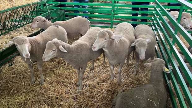 ep archivo   ovejas en una exposicion en una feria ganadera
