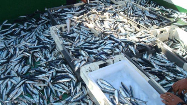 ep archivo   peces pelagicos