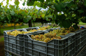 ep archivo   varias cajas llenas de uvas durante la epoca de vendimia