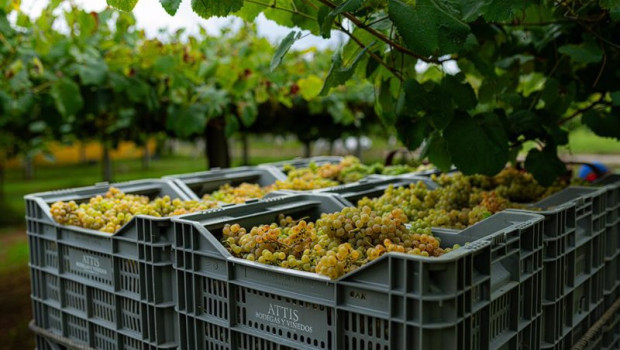 ep archivo   varias cajas llenas de uvas durante la epoca de vendimia