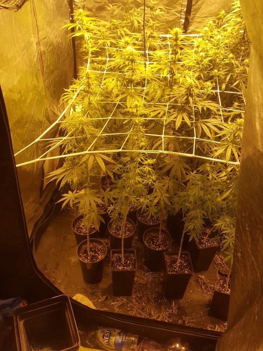 ep marihuana intervenida
