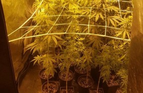 ep marihuana intervenida