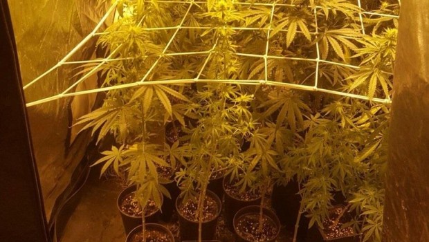 ep marihuana intervenida