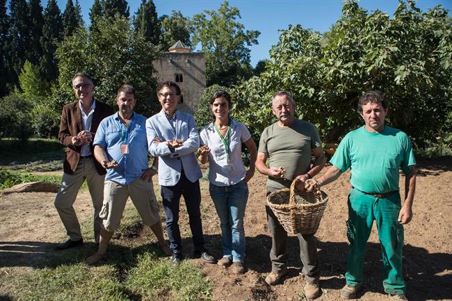 Plantación de azafrán en las huertas del Generalife | PATRONATO ALHAMBRA Y GENERALIFE/EUROPA PRESS ep plantacionazafranlas huertasgeneralife