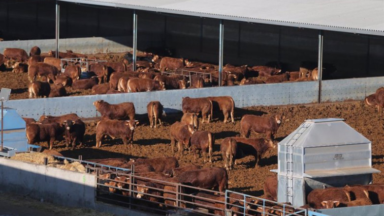 Varias vacas en la explotación ganadera | Isabel Infantes - Europa Press ep varias vacas en la explotacion ganadera
