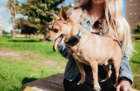 perrocondipositivo perrocondipositivo