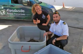 1571671870 fundacionbaleariatortugas