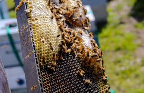 1574701473 anaemiel apicultura