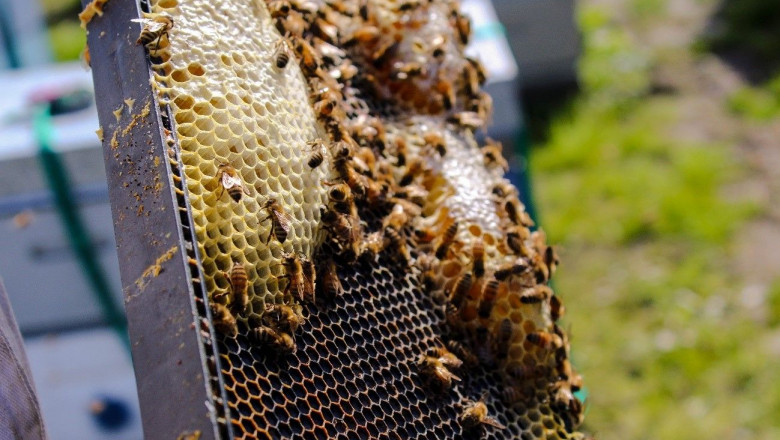 1574701473 anaemiel apicultura