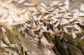 ejemplares de termitas aladas