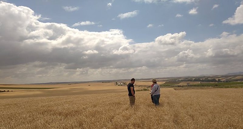 Archivo - Campo de cereales en Extremadura | COOPERATIVAS AGROALIMENTARIAS - Archivo ep archivo - campo de cereales en extremadura