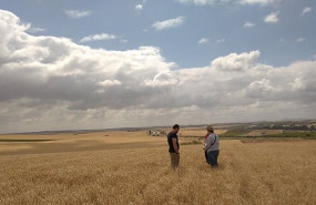 ep archivo - campo de cereales en extremadura
