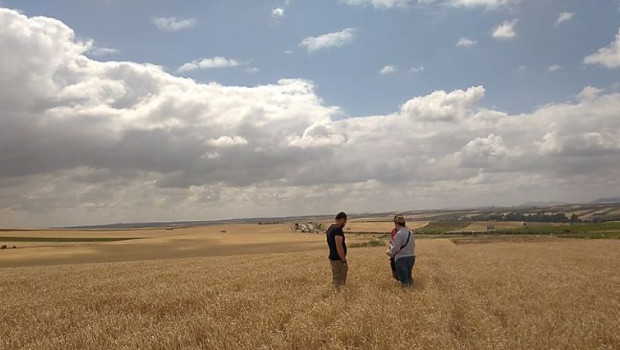 ep archivo - campo de cereales en extremadura