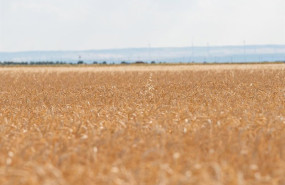 ep archivo   campo de pasto a 17 de junio de 2024 en albacete castilla la mancha espana