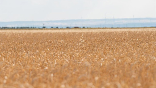 ep archivo   campo de pasto a 17 de junio de 2024 en albacete castilla la mancha espana