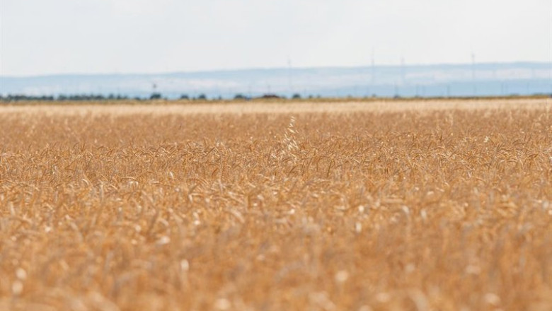 ep archivo   campo de pasto a 17 de junio de 2024 en albacete castilla la mancha espana