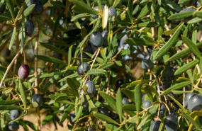 ep archivo imagenes de campos de olivos en las sierras andaluzas ep archivo imagenes de campos de olivos en las sierras andaluzas