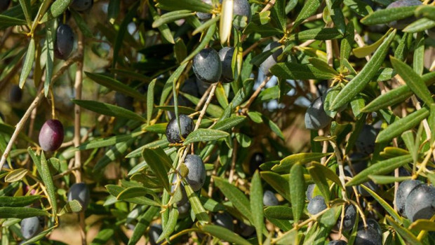 ep archivo imagenes de campos de olivos en las sierras andaluzas ep archivo imagenes de campos de olivos en las sierras andaluzas