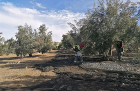 ep archivo   recogida de aceituna en un tajo de la provincia de jaen