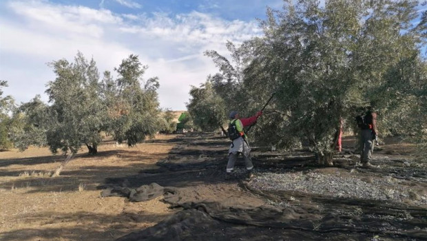 ep archivo   recogida de aceituna en un tajo de la provincia de jaen