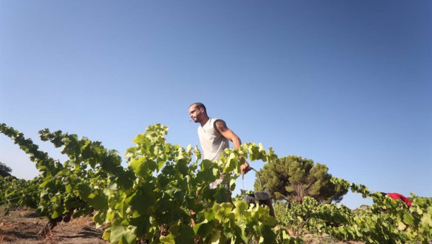 ep archivo   un trabajador recoge uvas en el campo