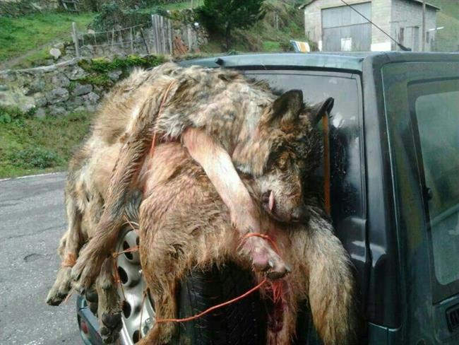 ep lobos abatidos